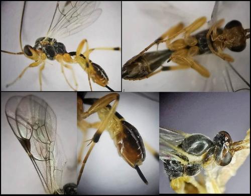 Réf. 324 235 : Mesochorinae inconnu